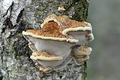 elzenweerschijnzwam (ionotus radiatus) 11-2010 1908